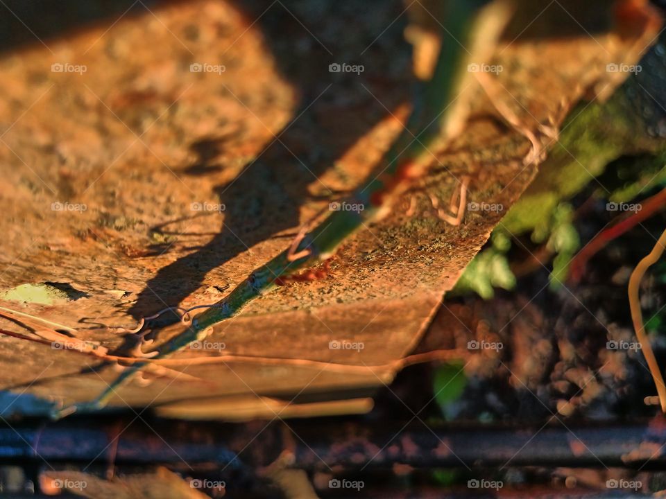 Red ants on the ground in the garden