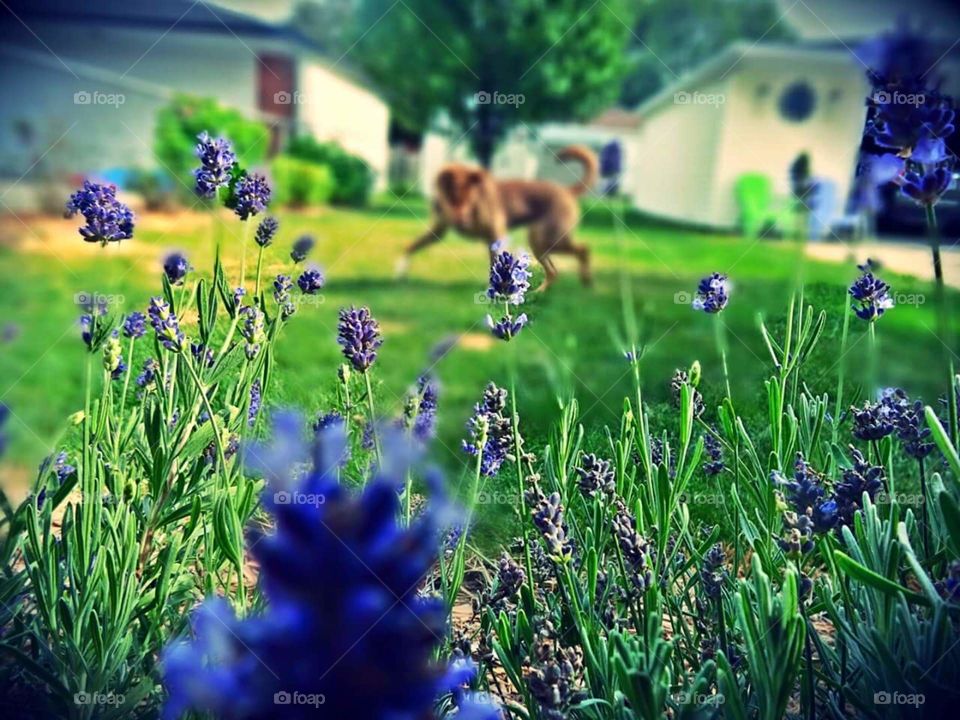 Paris playing in the yard with lavender in focus.
