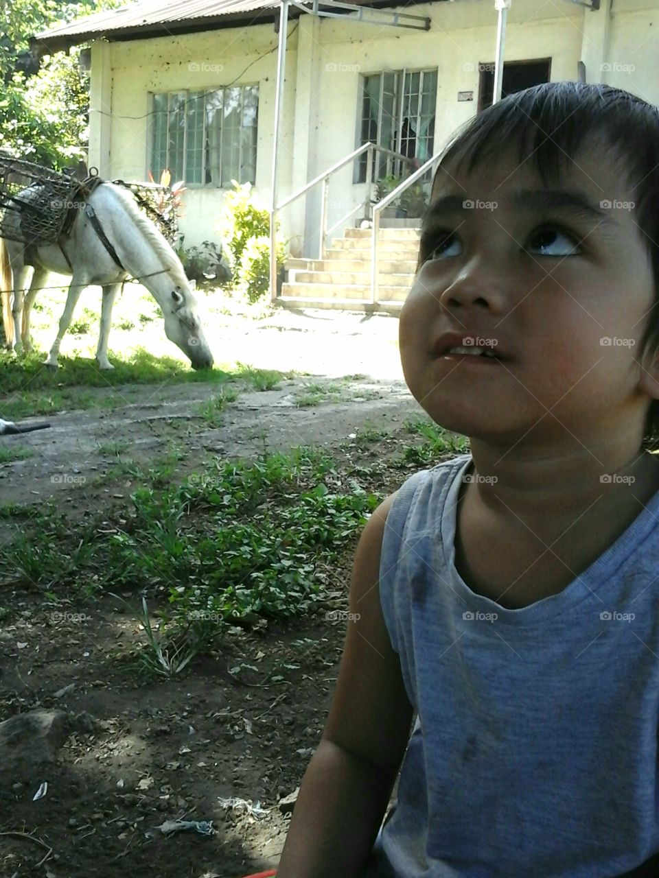 little boy and a horse