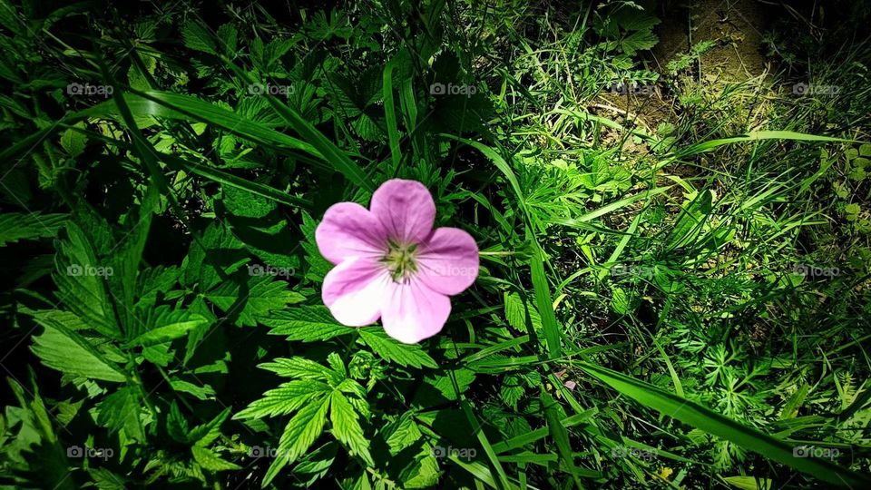 Flower in the grass