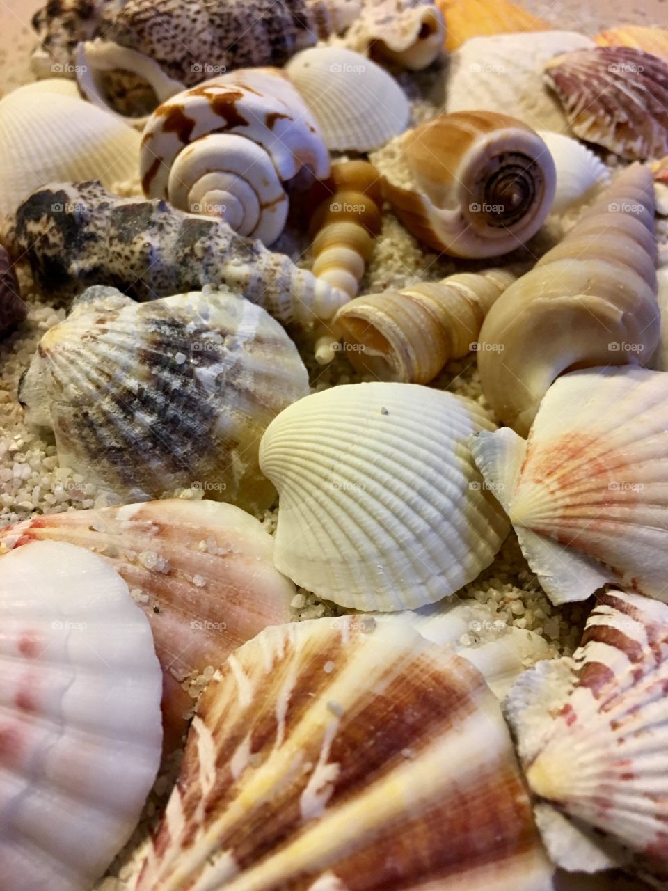 Abundance of seashells