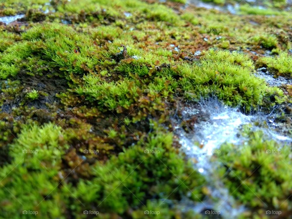 moss in rock
