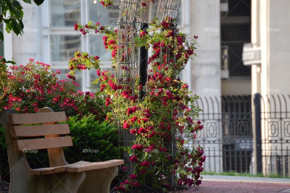 Buckeye grove, with the stadium in the back. ❤️🌹🏈