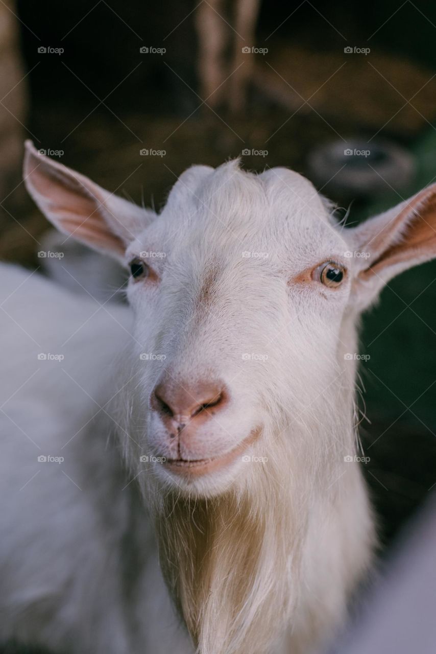White Goat. Farm animals. 