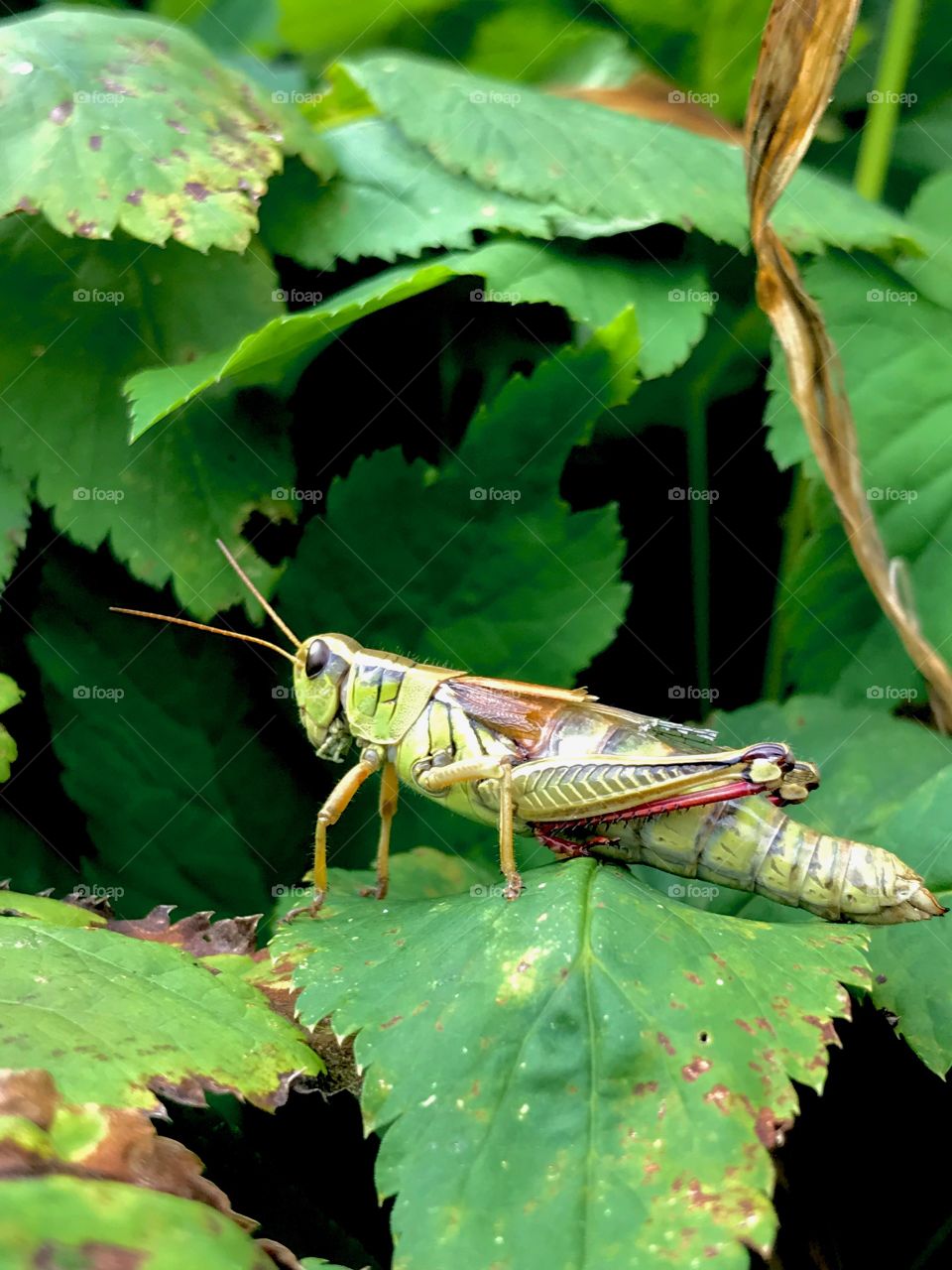 Grasshopper closeup 