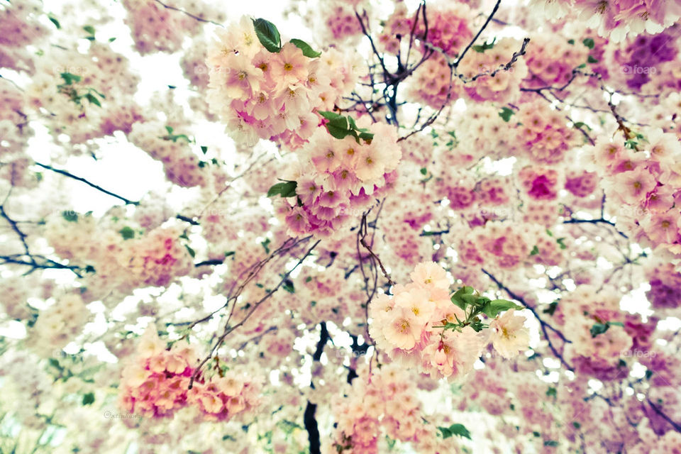Under a Cherry Blossom