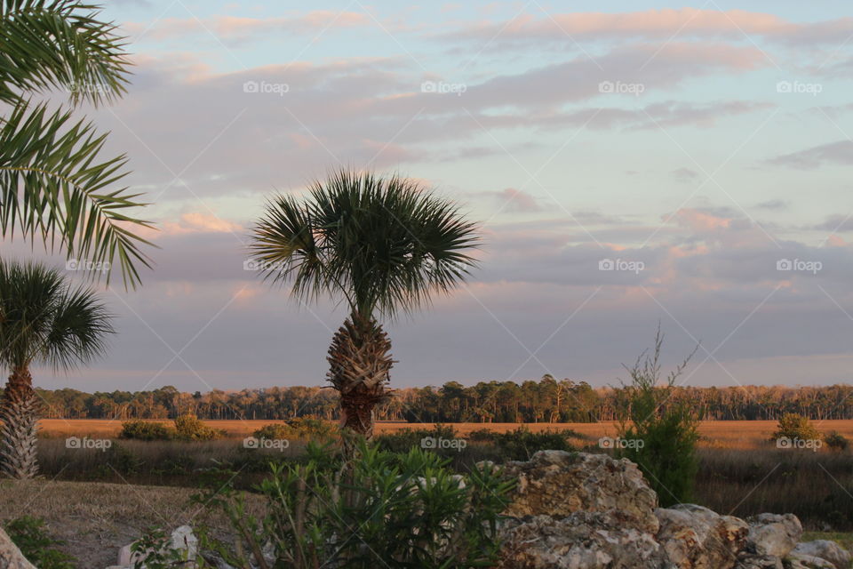 Pine Island landscape . Taking an evening drive and saw this beautiful tree. 