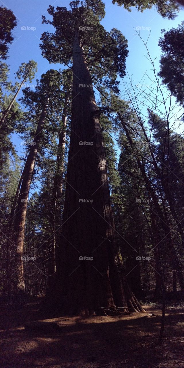 Sequoia Pano