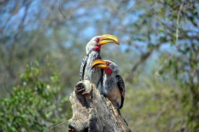 hornbill