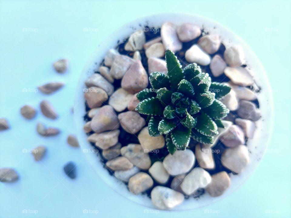 Zebra haworthia plant.