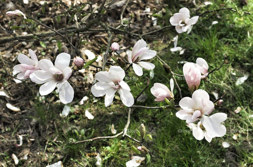 Flower, Nature, Flora, Leaf, Branch