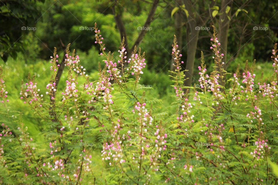 flowrt inside the forest sarankot nepal