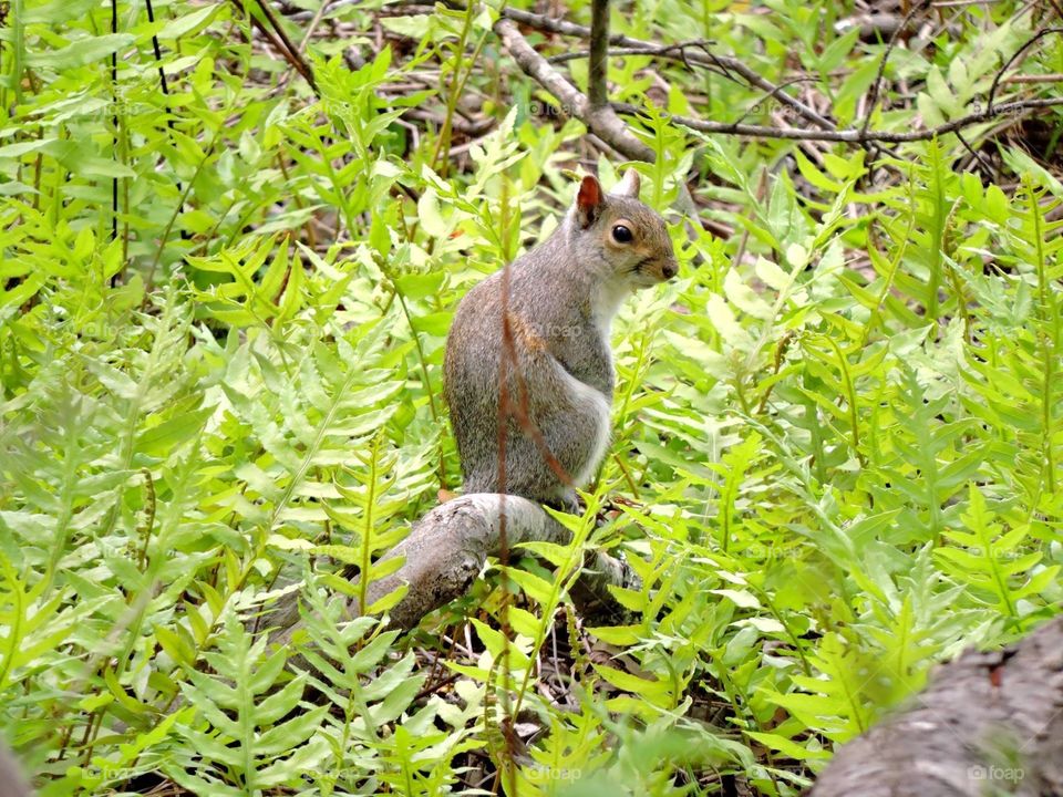 Squirrel in nature
