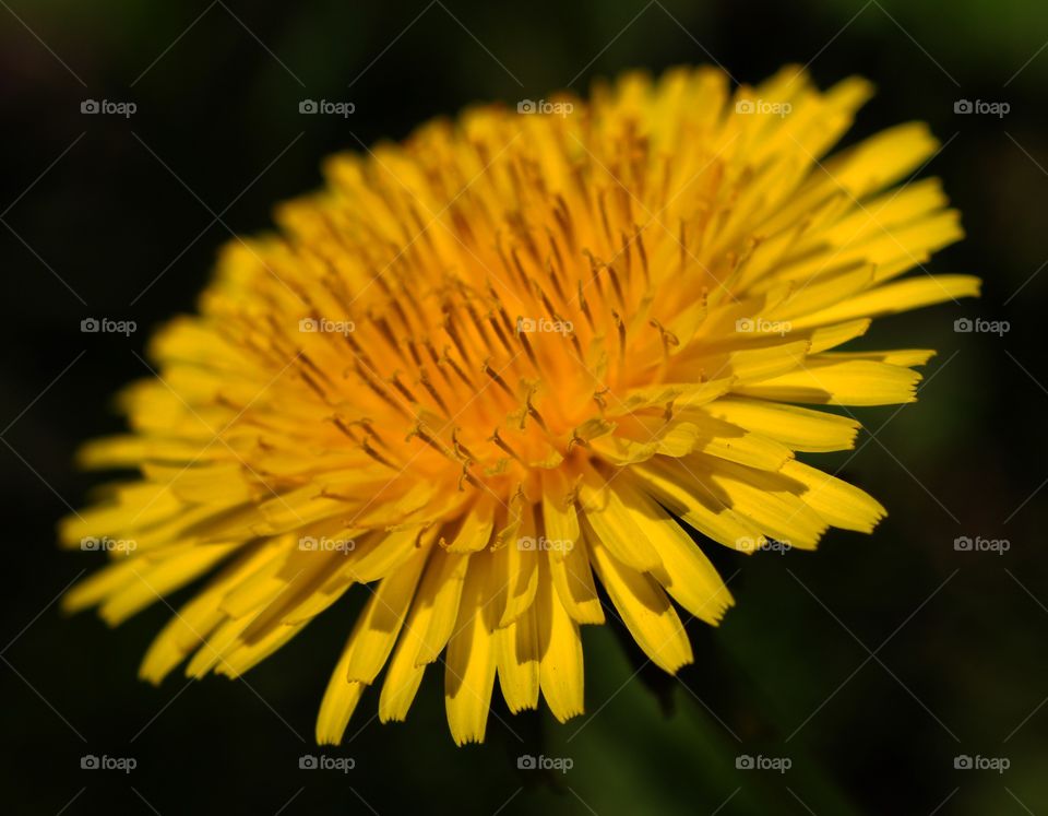 Extreme close-up of chrysanthemum