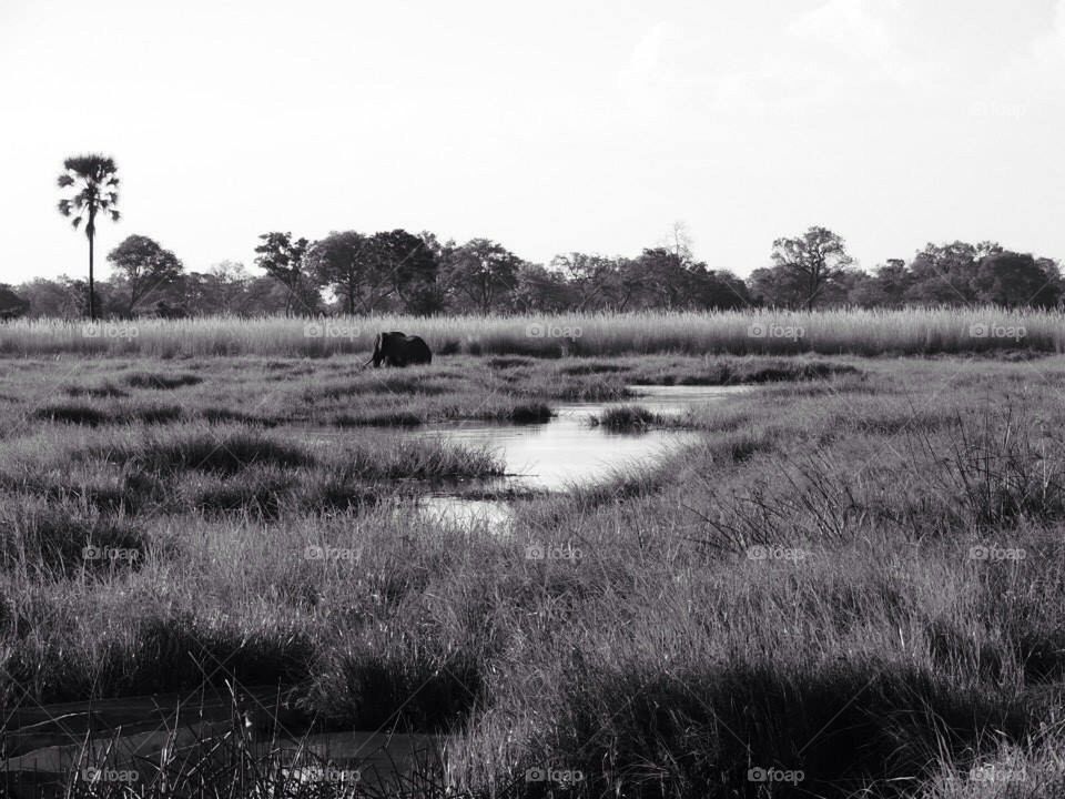 Elephant on the delta