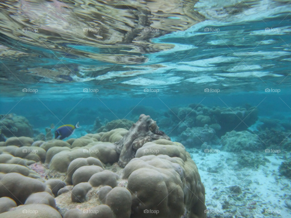 sea snorkeling octopus surgeonfish by samyen