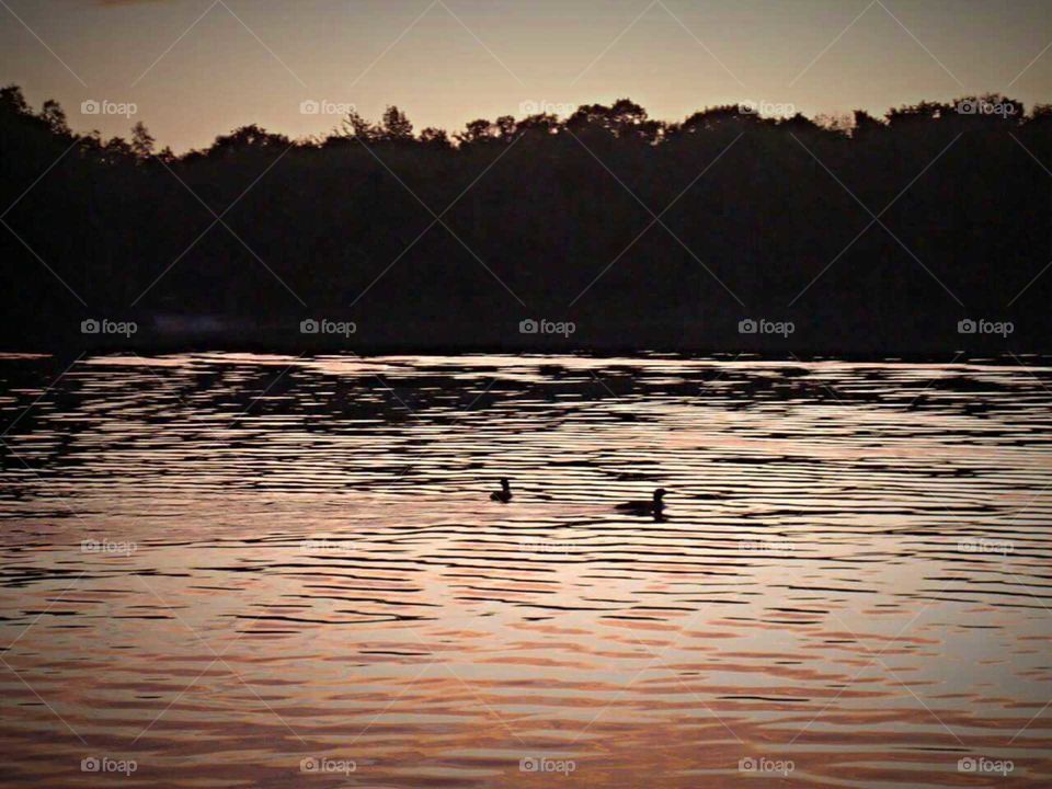 Pair of Loons at dusk on Lake Ann taken from my kayak