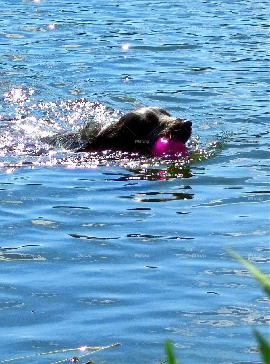 Baby blue. Sunny day. A dog swims in the water of baby blue color. There is a burgundy ball in the dog's mouth. Around the dog's head splashes of water that glow in the sun