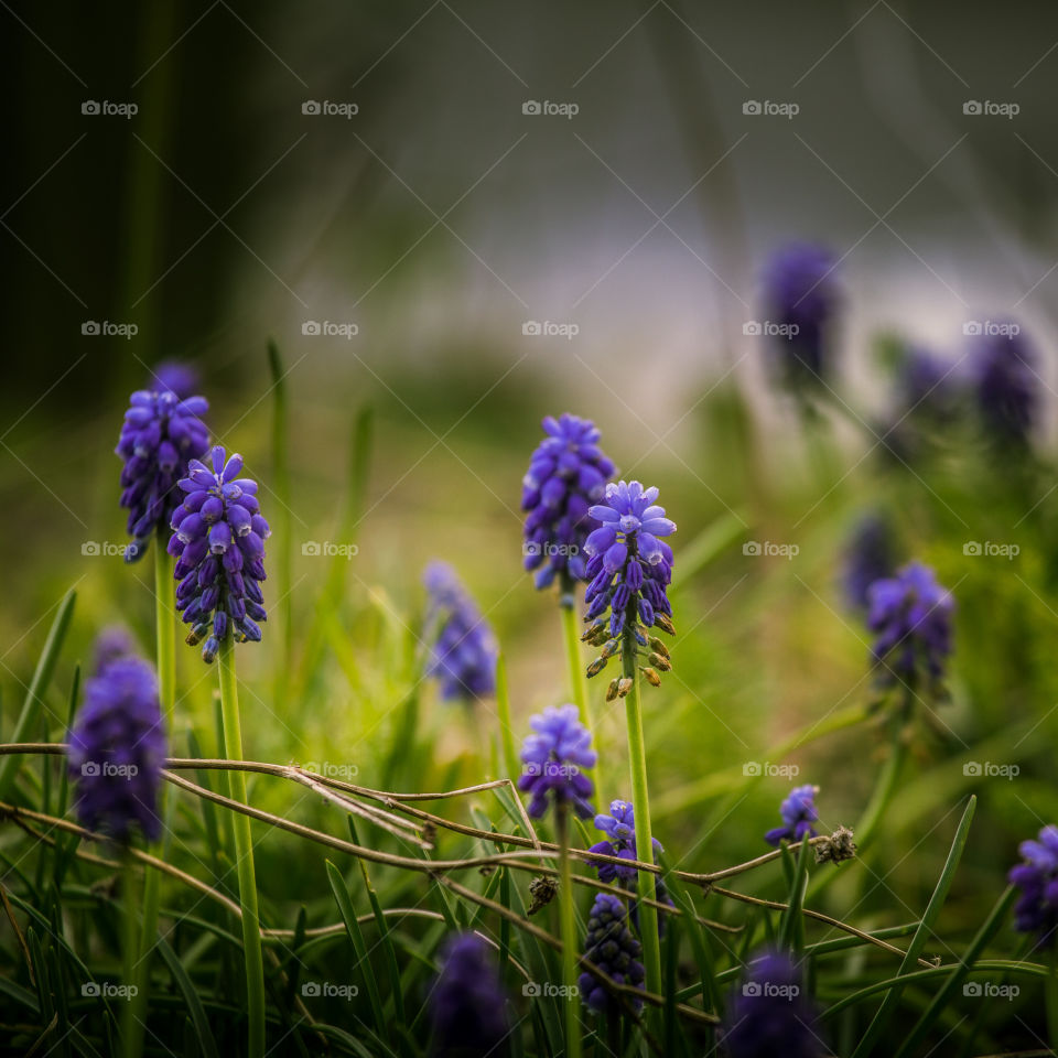 Spring flowers in London