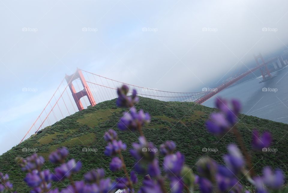 Purple flowers 