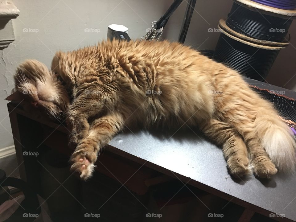 Tiny cat falls asleep 