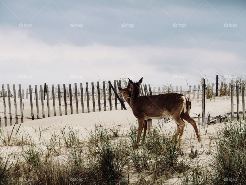 New York, Long Island, Fire Island, Nature, tree, plants, outdoors, calm, relax, shades, colors, Clouds, sky, wildlife , view, animals, deer, sand,