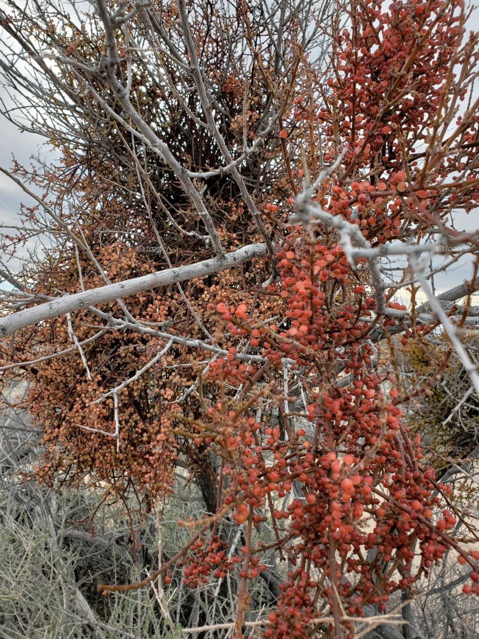 desert mistletoe