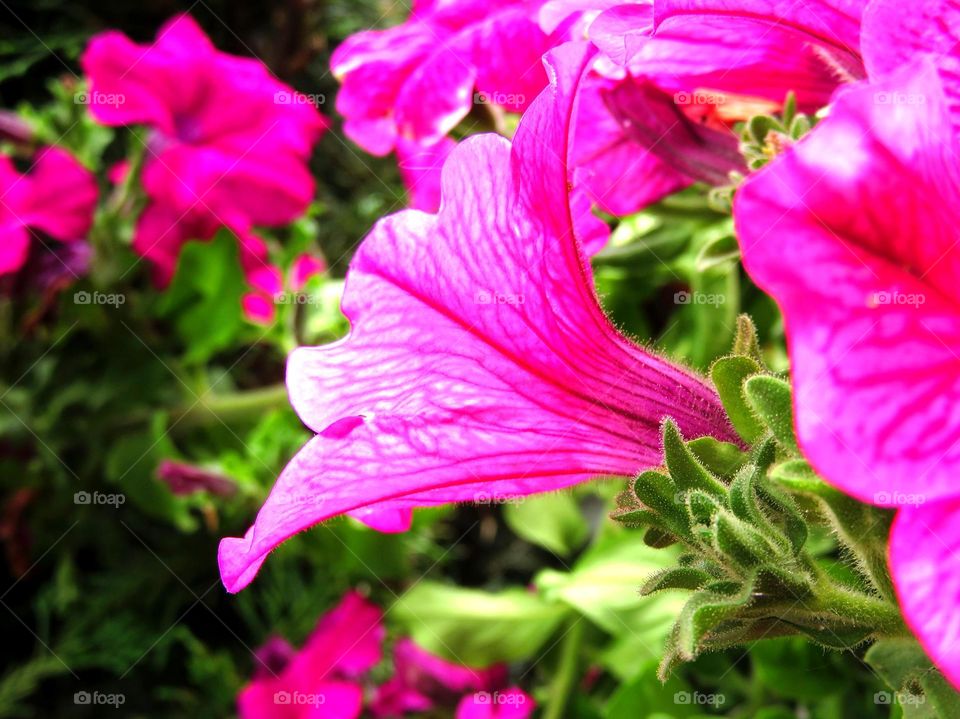 translucent flower 