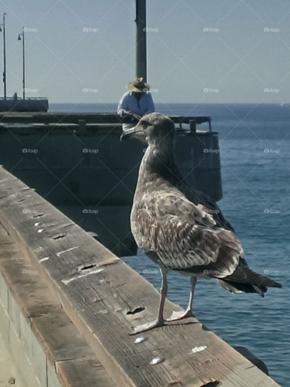 Gull on the Pier