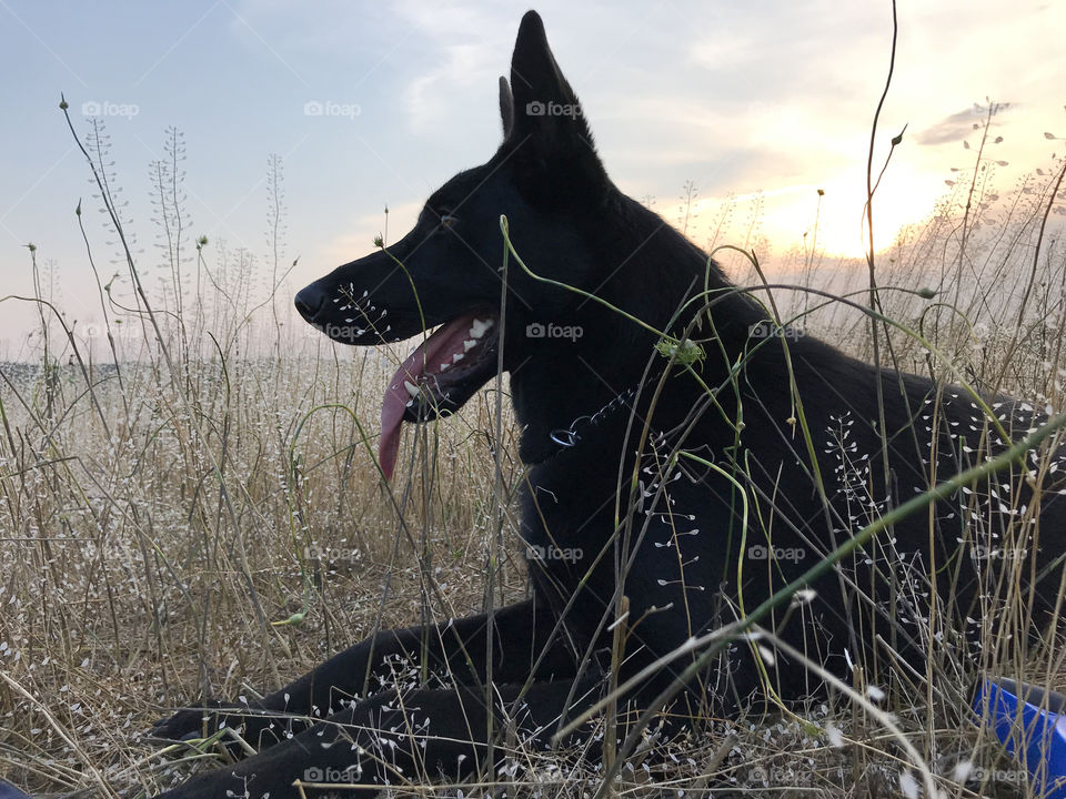 Pure black German shepherd dog 