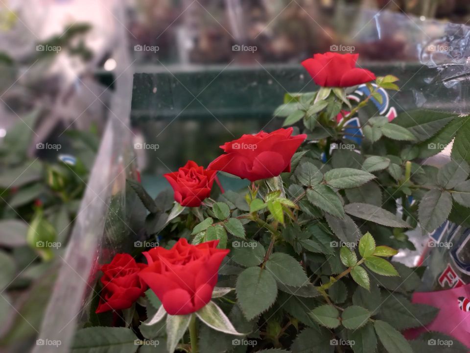 Flores vermelhas. As rosas vermelhas são  um clássico, para presentear a pessoas amada  é uma forma carinhosa de demonstração  de amor, paixão,  sedução e ternura