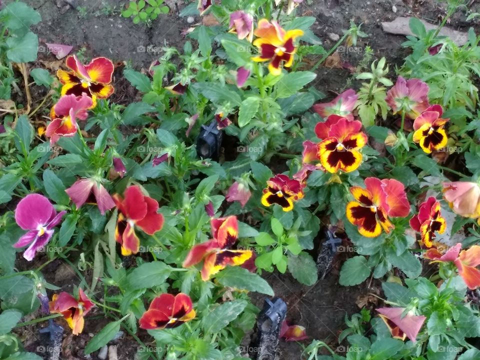 Beautiful colourful sweet little flowers