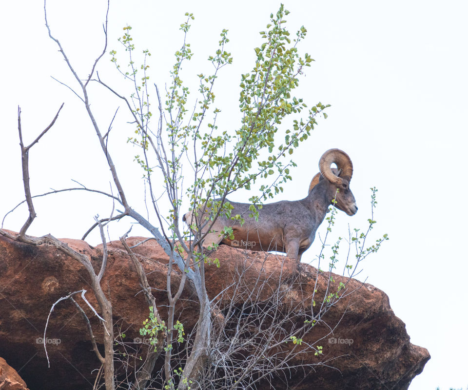 Big horn sheep on the top of a rock on a mountain at Zion National Park 