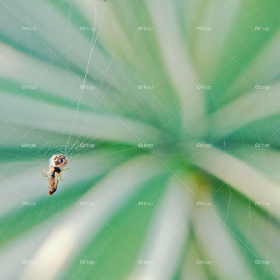 macroshot of a spider