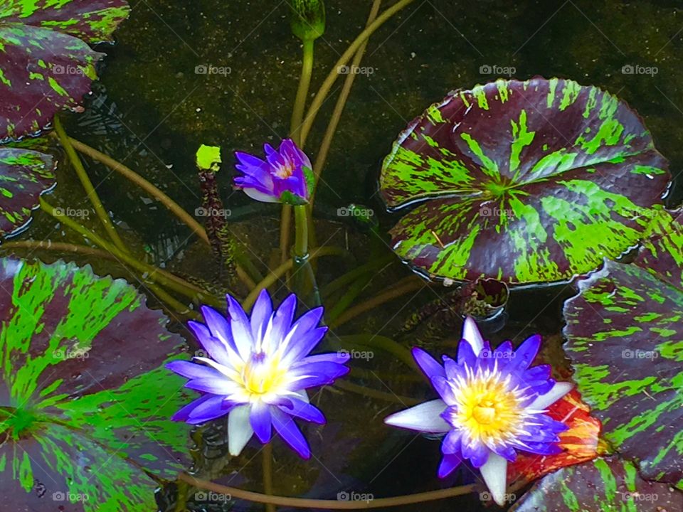 Flower, Flora, Nature, Pool, Leaf