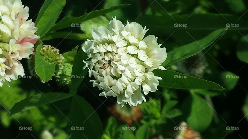 Nature. Big Flower