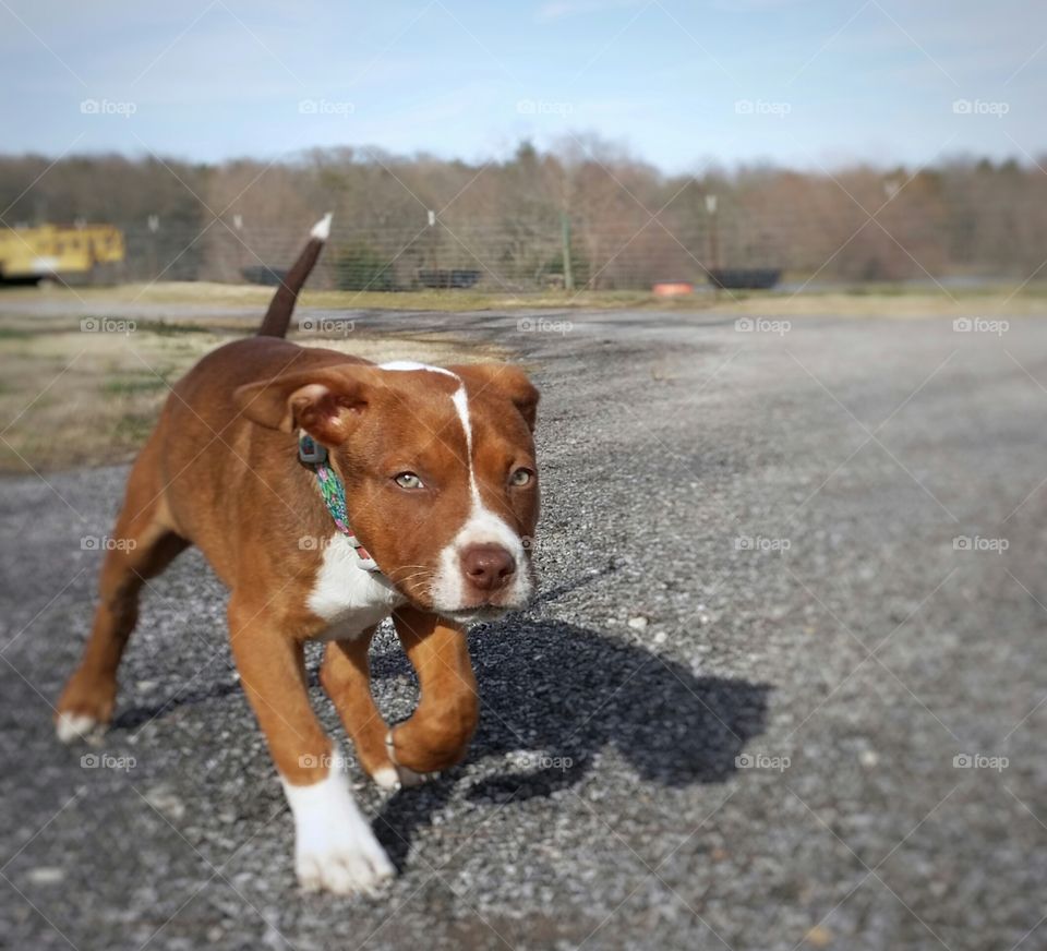 A Catahoula pit bull terrier cross mix puppy dog trots across a gravel road in winter on a farm with green eyes blaze face brindle coat collar red nose happy