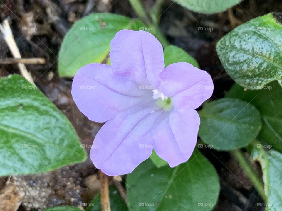 Portrait of a plant.