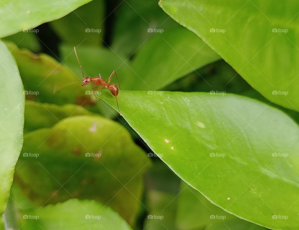 oecophylla smaragdina ant is sitting on the leaf lucking at camera it's beautiful green background