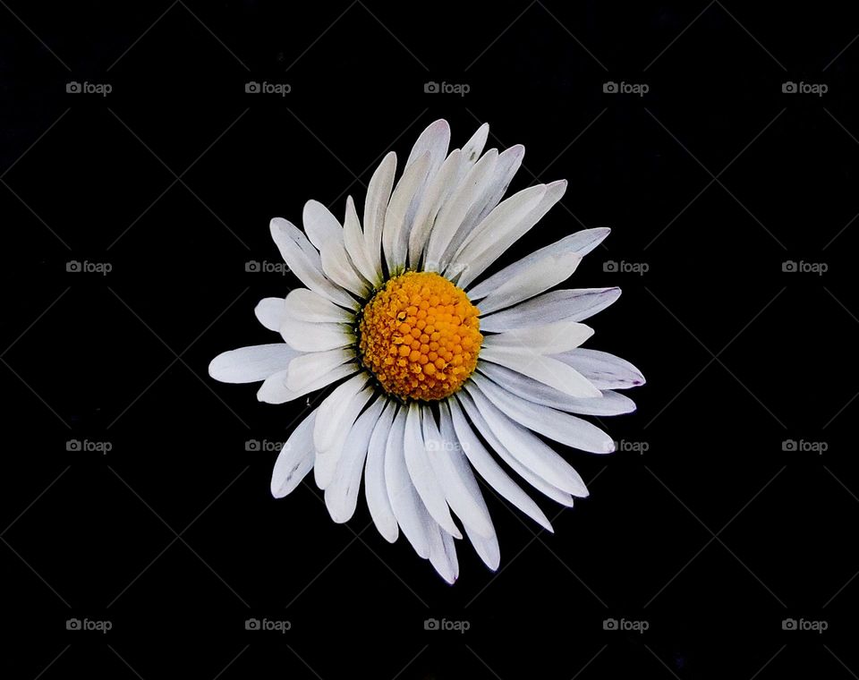 Camomile