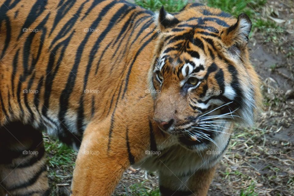Tiger Pose