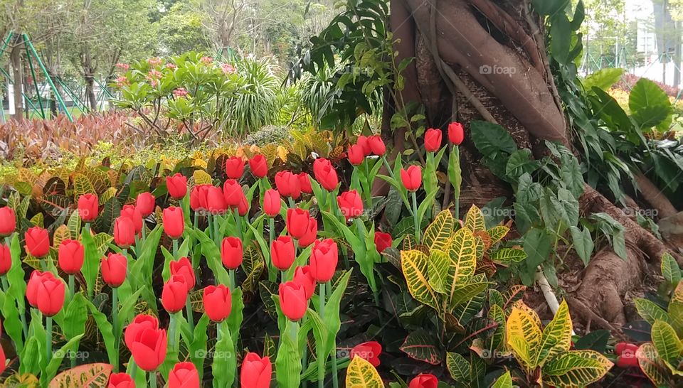 Tulips under the tree