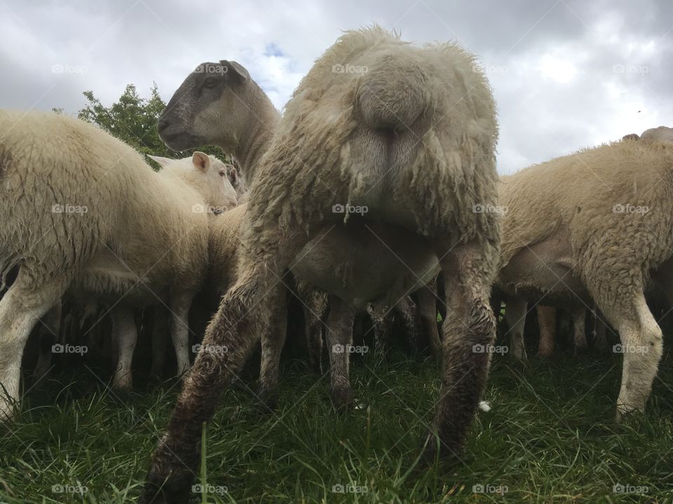 Extrodinary and funny shot of a sheep ‘s bum!