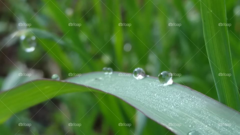 Dew, Drop, Rain, Droplet, Leaf