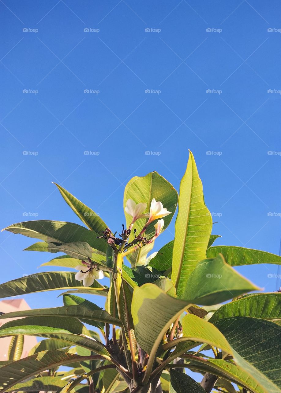 blue sky and green plants