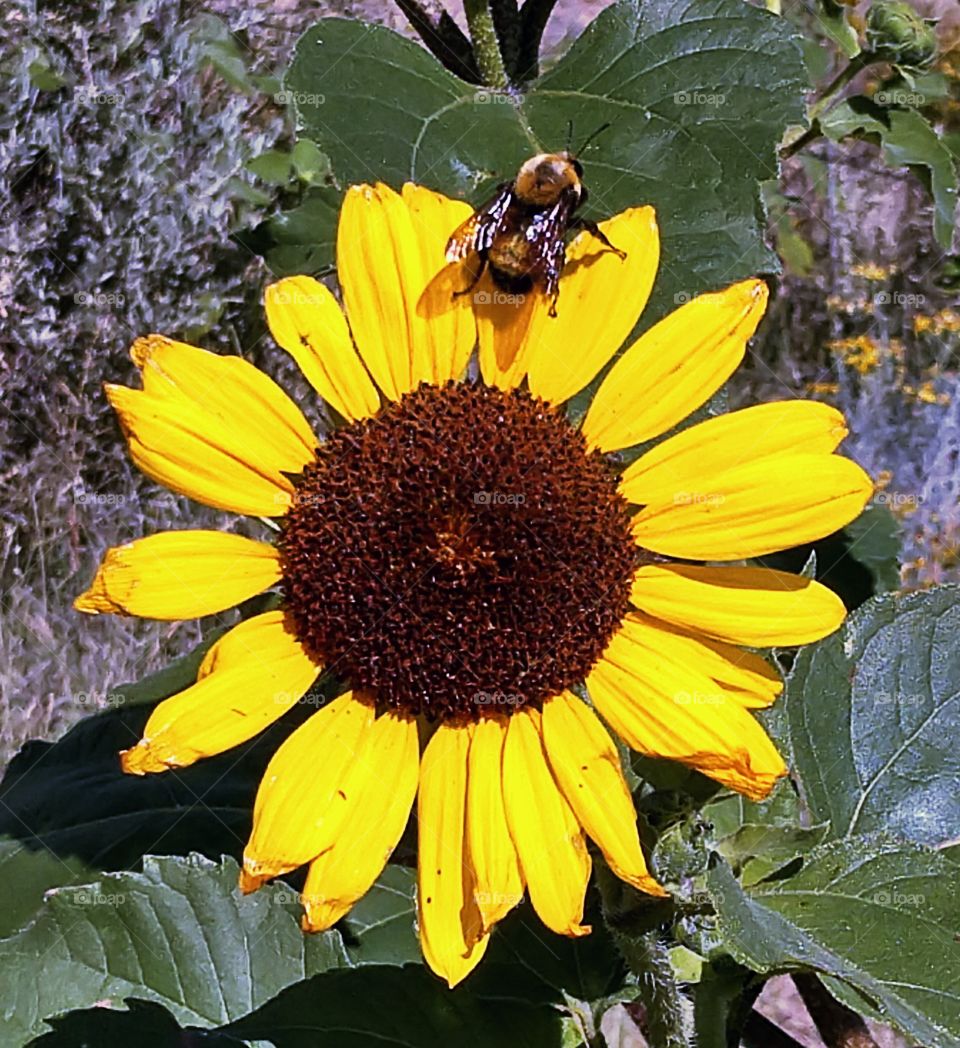 Wild sunflower with bee