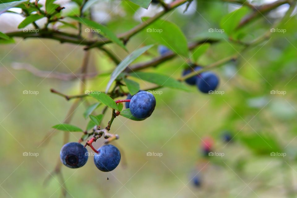 Blueberry picking season