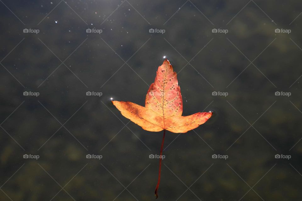 A maple leaf floating in the water since the autumn of last year (2021)