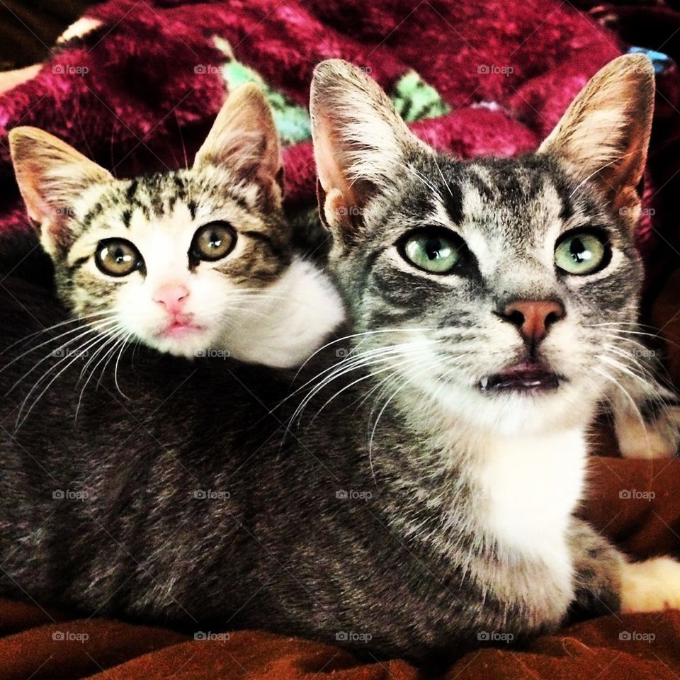 Magnolia and Whiskers