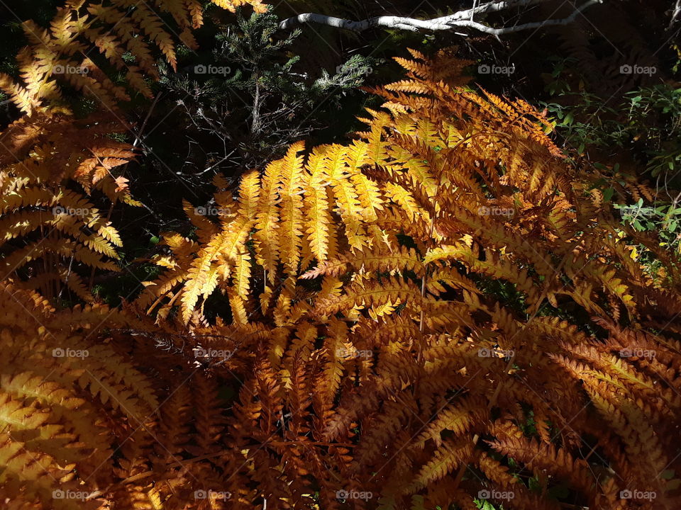 Golden ferns in autumn